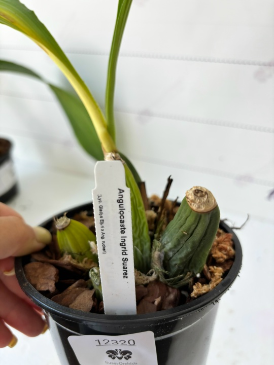 Angulocaste Ingrid Suarez