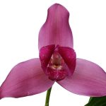 Lycaste Balliae 'Litensis'