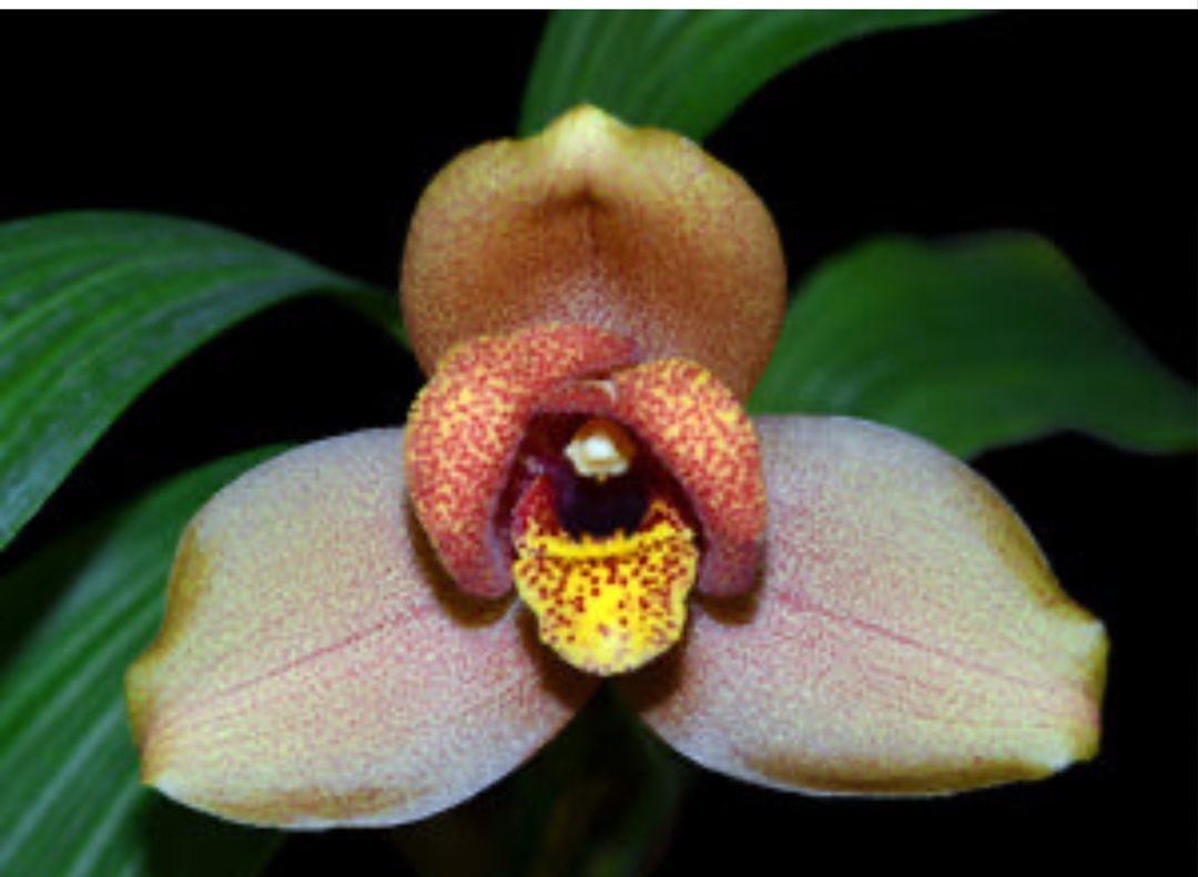 Lycaste Muromachi