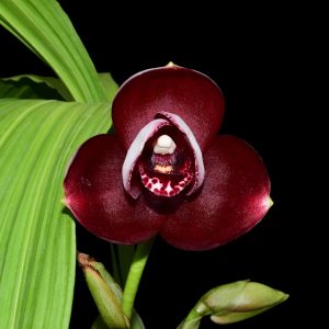 Lycaste Christian Ochoa