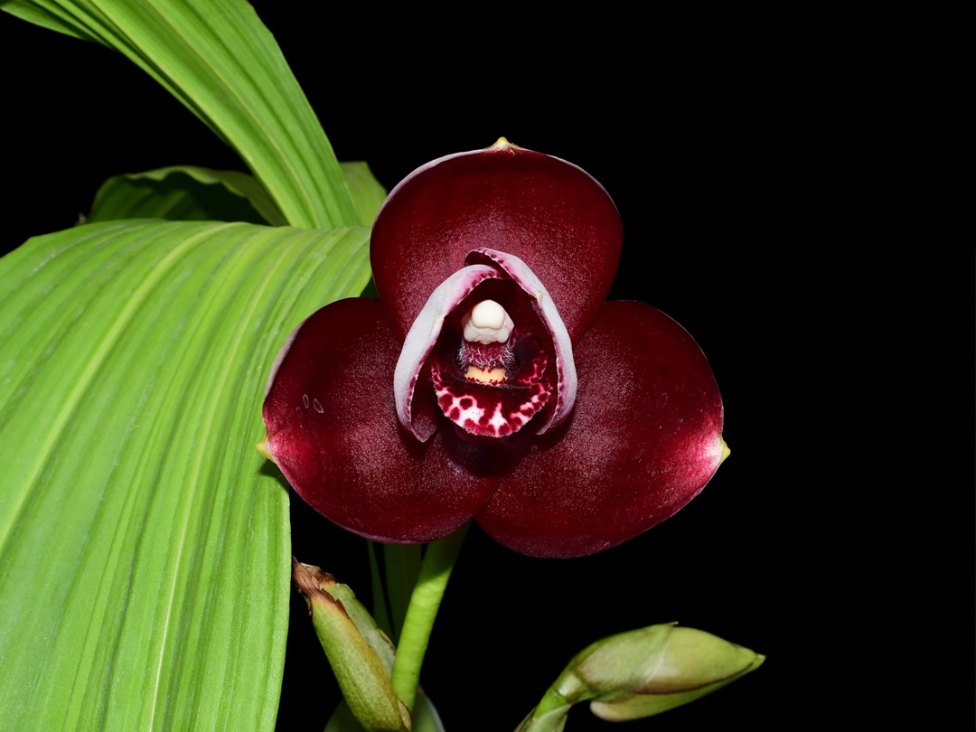 Lycaste Christian Ochoa