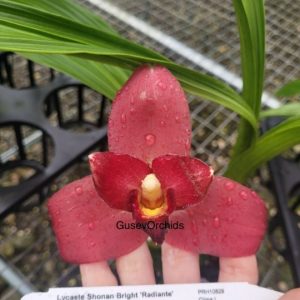 Lycaste Shonan Bright Radiante' x Lyc. Muromachi
