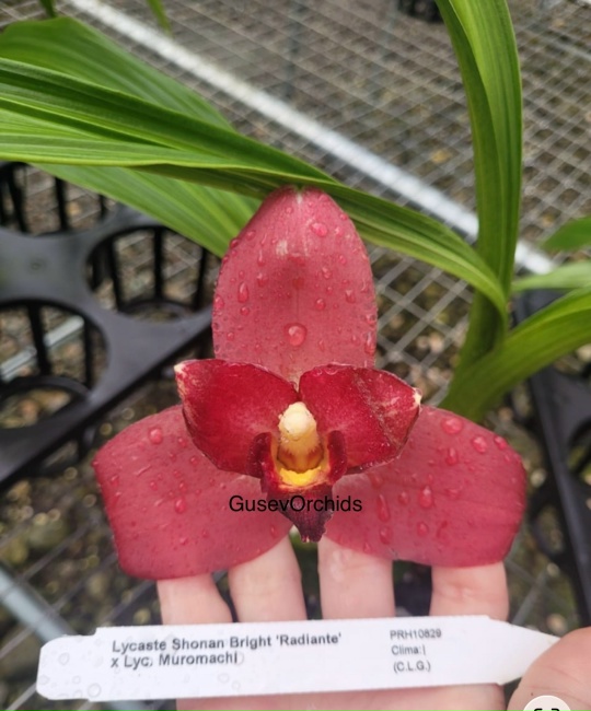 Lycaste Shonan Bright Radiante' x Lyc. Muromachi