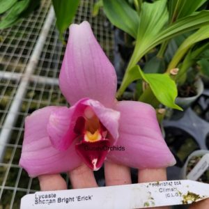 Lycaste Shonan Bright 'Erick'