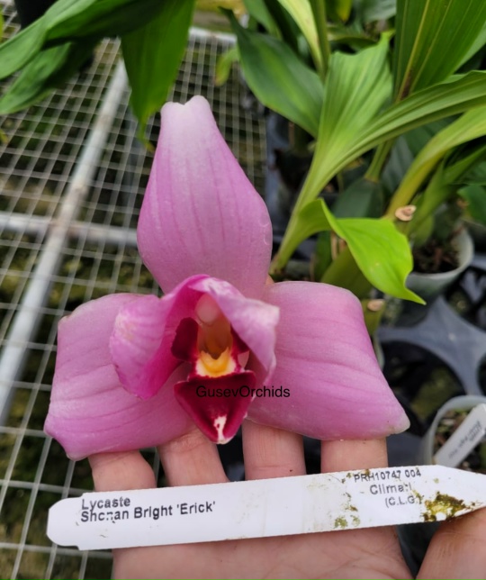 Lycaste Shonan Bright 'Erick'