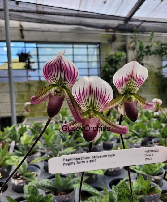 Paphlopedilum callosum type pygmy form x self