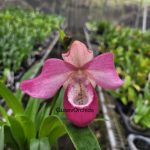 Phragmipedium Ecuagenera Dream