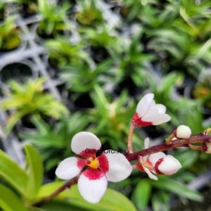 Sarc ochil is Madge 'Free' x 'One