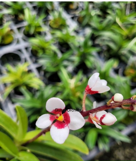 Sarc ochil is Madge 'Free' x 'One