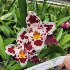 Odontioda Gale Gettel 'Lavander'* Odm. Lemon Drop 'Buttermilk'