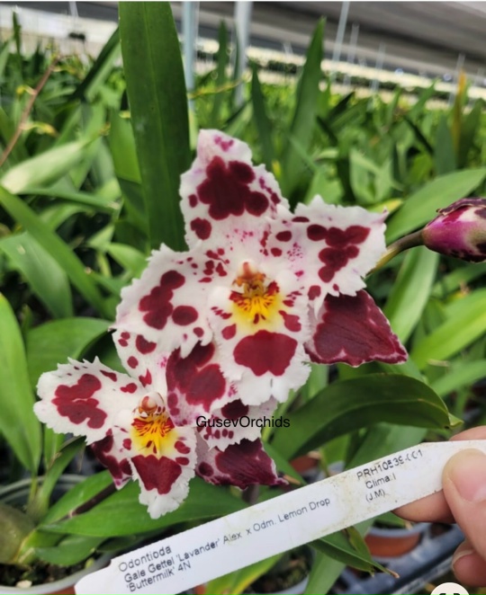 Odontioda Gale Gettel 'Lavander'* Odm. Lemon Drop 'Buttermilk'