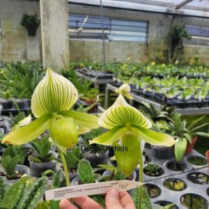 Paphiopedilum Hibrido (Paph. Hsinying Citron x Paph. Somers Isles In-Charm' SM/TPS)
