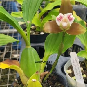 Lycaste macrophylla var. pincelada