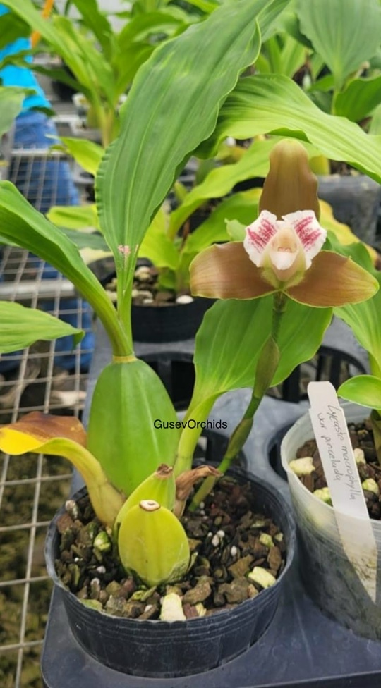 Lycaste macrophylla var. pincelada
