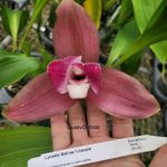 Lycaste Balliae 'Litensis'