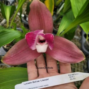 Lycaste Balliae 'Litensis'