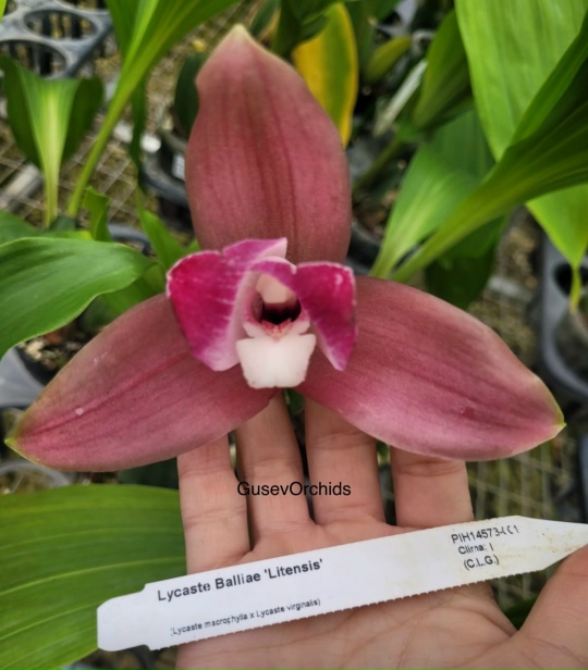 Lycaste Balliae 'Litensis'