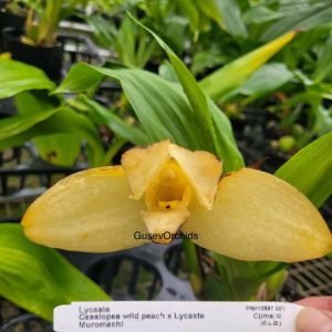 Lycaste Anna Guseva