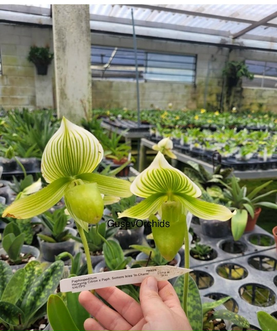 Paphiopedilum Hibrido (Paph. Hsinying Citron x Paph. Somers Isles In-Charm' SM/TPS)