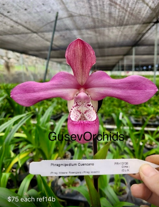 Phragmipedium Cuencano