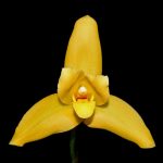 Lycida Ingrid de Portilla