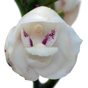 Peristeria elata
