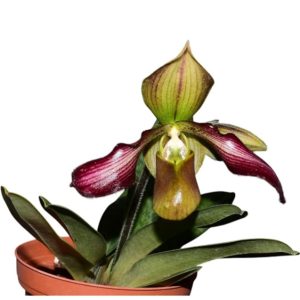 Paphiopedilum hibrid (Paph. parishii x Paphiopedilum rungsuriyanum)