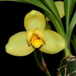 Lycaste Memorig Vic Madden 'Nº29"