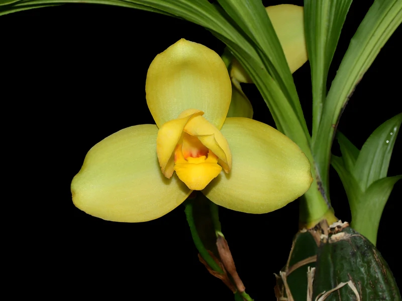 Lycaste Memorig Vic Madden 'Nº29"