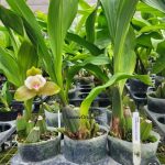 Lycaste puntarenasensis var boquete