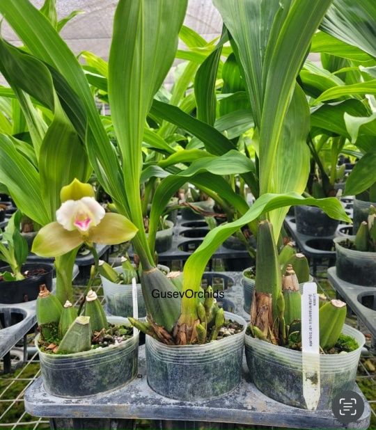 Lycaste puntarenasensis var boquete