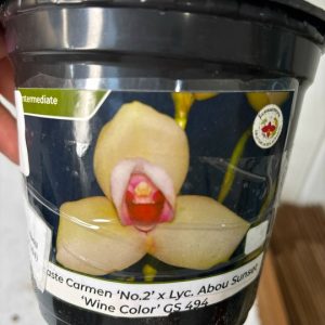 Lycaste Shonan Bright