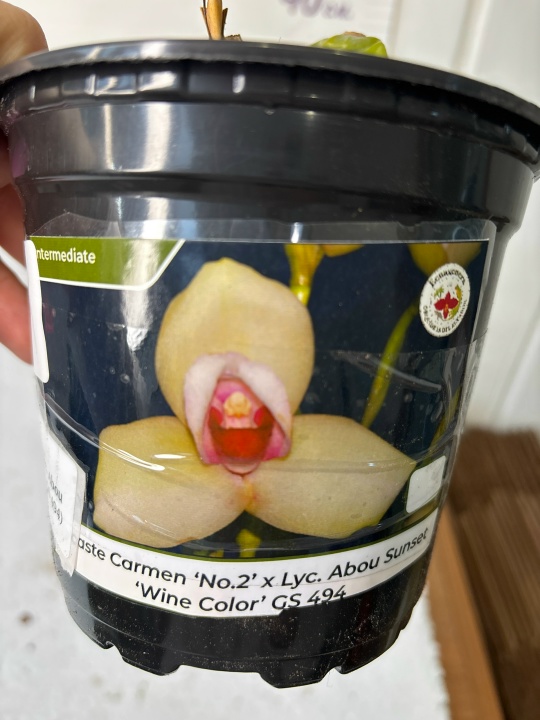 Lycaste Shonan Bright