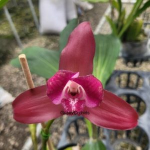 Lycaste Arthuriana var. litensis