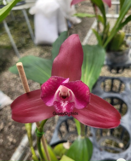 Lycaste Arthuriana var. litensis