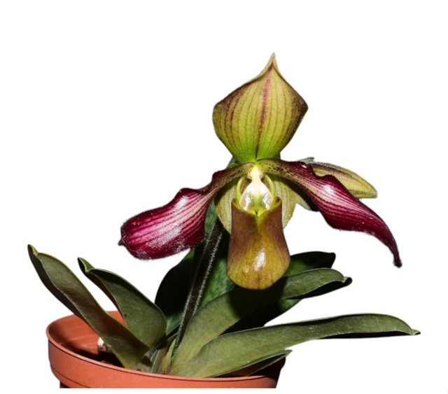 Paphiopedilum hibrid (Paph. parishii x Paphiopedilum rungsuriyanum)