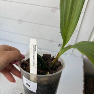 Anguloa Rolfei гибрид Аnguloa brevilabris x Anguloa cliftonii