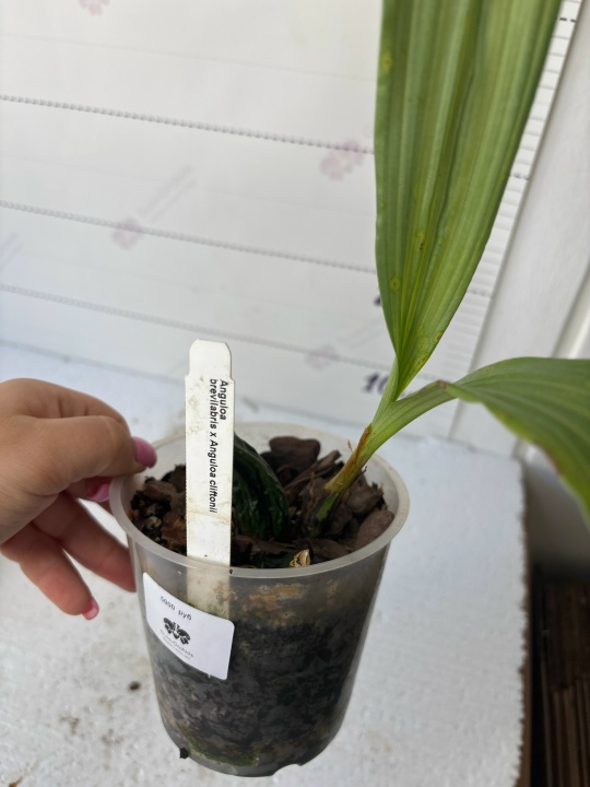 Anguloa Rolfei гибрид Аnguloa brevilabris x Anguloa cliftonii