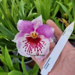 Miltoniopsis Diners