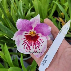 Miltoniopsis Diners