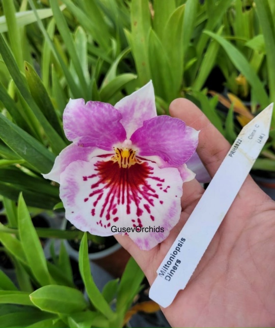 Miltoniopsis Diners