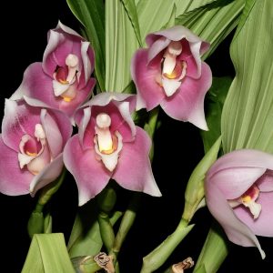 Angulocaste Ivan Portilla