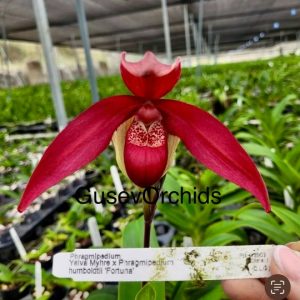 Phragmipedium Yelva Myhre x Phragmipedium humboldtli 'Fortuna'