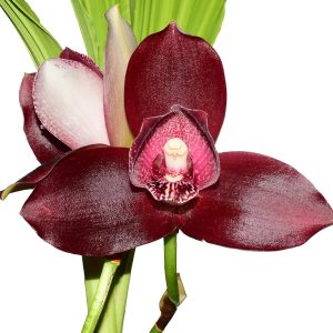 Lycaste Andres Eljuri