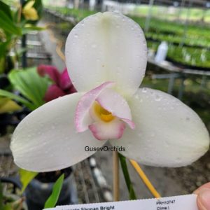 Lycaste Shonan Bright
