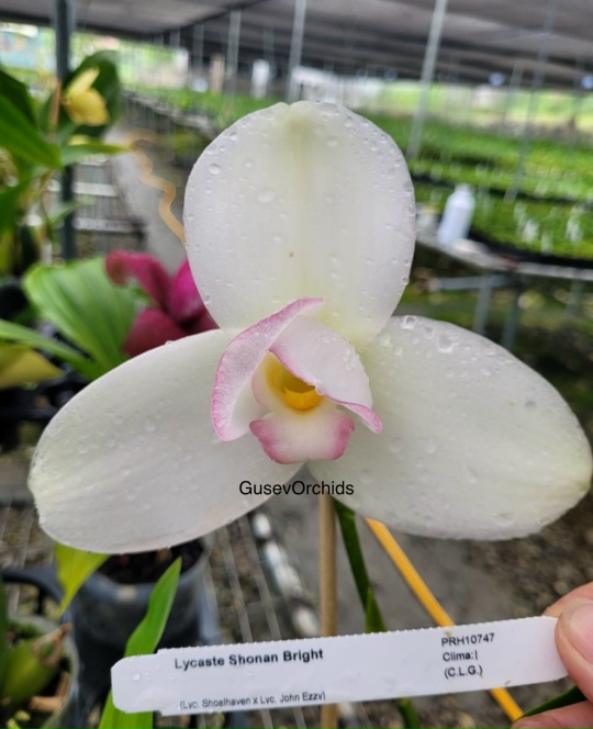 Lycaste Shonan Bright