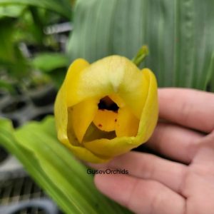 Lycaste Katsuragawa Yellow Bird 'SM/JGP x 'Canary'