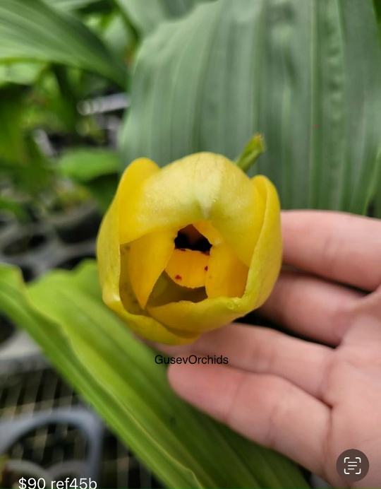 Lycaste Katsuragawa Yellow Bird 'SM/JGP x 'Canary'