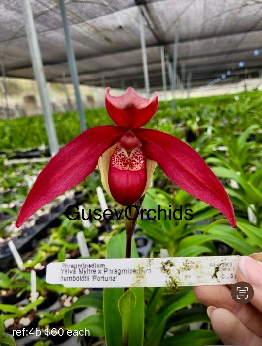 Phragmipedium Yelva Myhre x Phragmipedium humboldtli 'Fortuna'