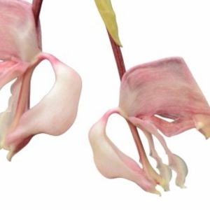 Corytiopea Ecuagenera